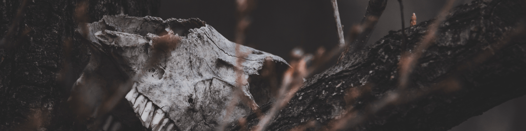 Discover Indigenous Horror Talent.